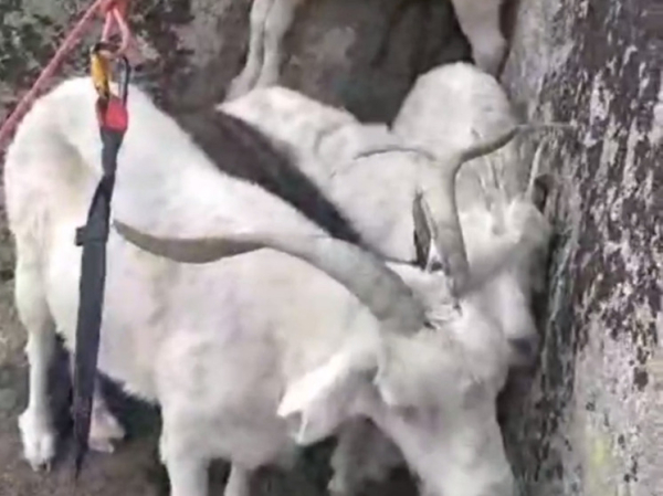 Очередное стадо «эвакуировали» с отвесной скалы в Горном Алтае