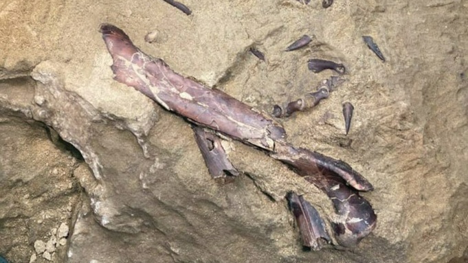 Окаменелости уникального динозавра нашли в Кузбассе
