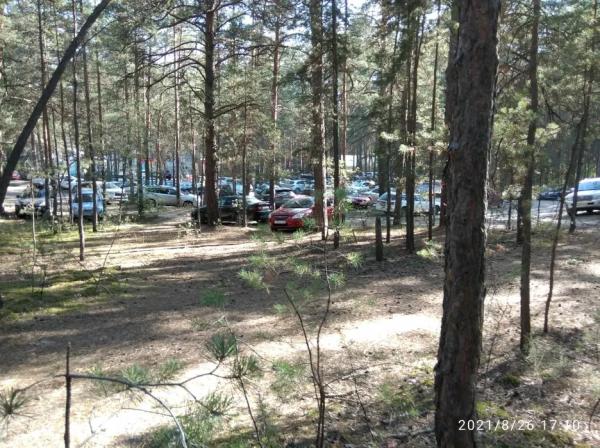 Собственник скандальной «Планеты Q» судится за право пользования новыми лесными участками в Барнауле