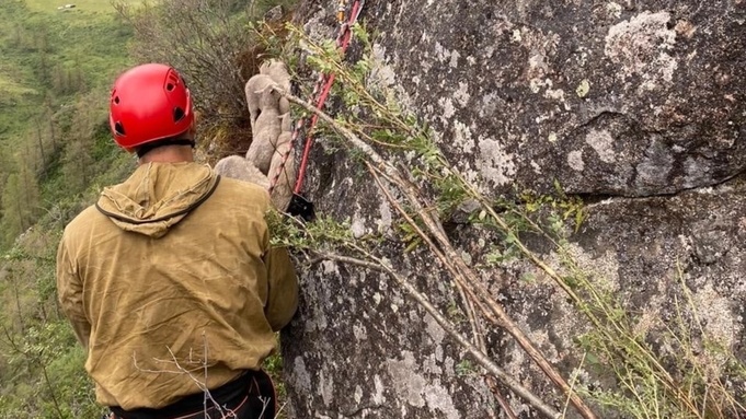 Спасатели на Алтае помогли баранам, застрявшим на огромной скале