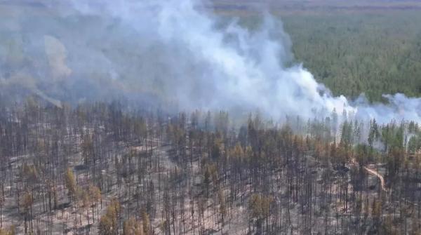 Ущерб от лесных пожаров в Егорьевском районе составил почти полмиллиарда рублей