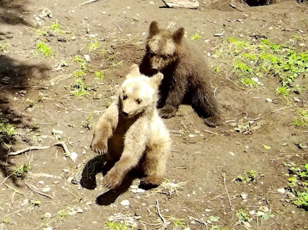 В Алтайском заповеднике рассказали, как себя чувствуют спасенные медвежата-сироты