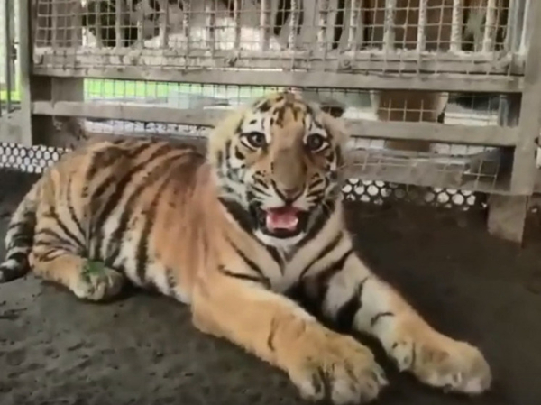 В барнаульском зоопарке рассказали, как чувствует себя тигренок после удаления грыжи
