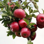 В институте Лисавенко признали, что этот год на Алтае — неурожайный для яблок