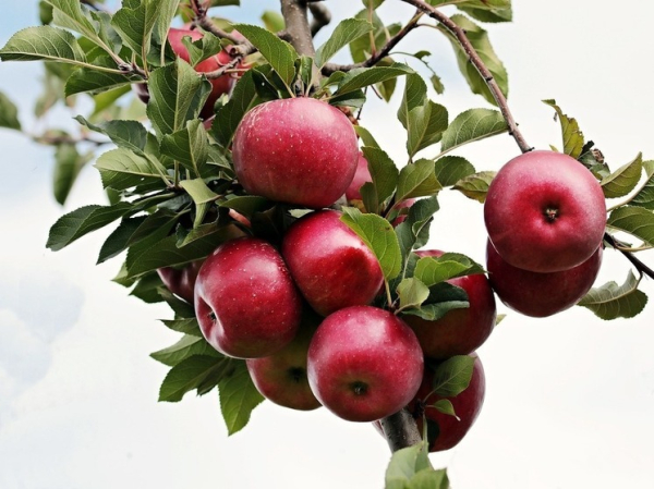 В институте Лисавенко признали, что этот год на Алтае — неурожайный для яблок