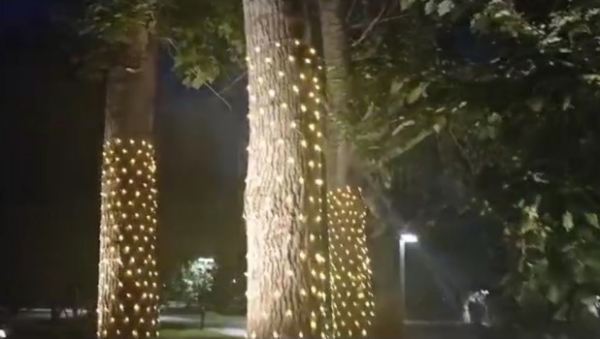 В Изумрудном парке показали, как выглядит необычная подсветка деревьев