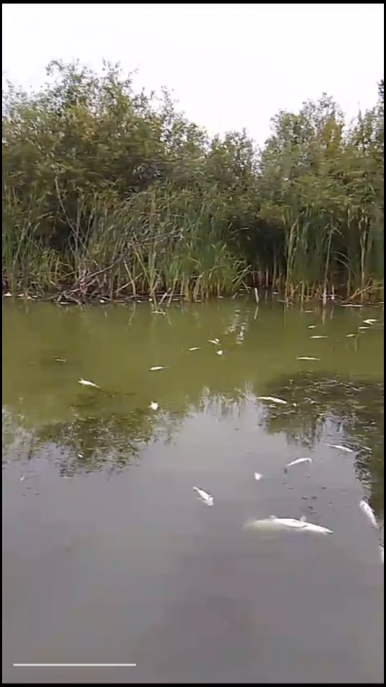В озере Баевского района массово погибла рыба