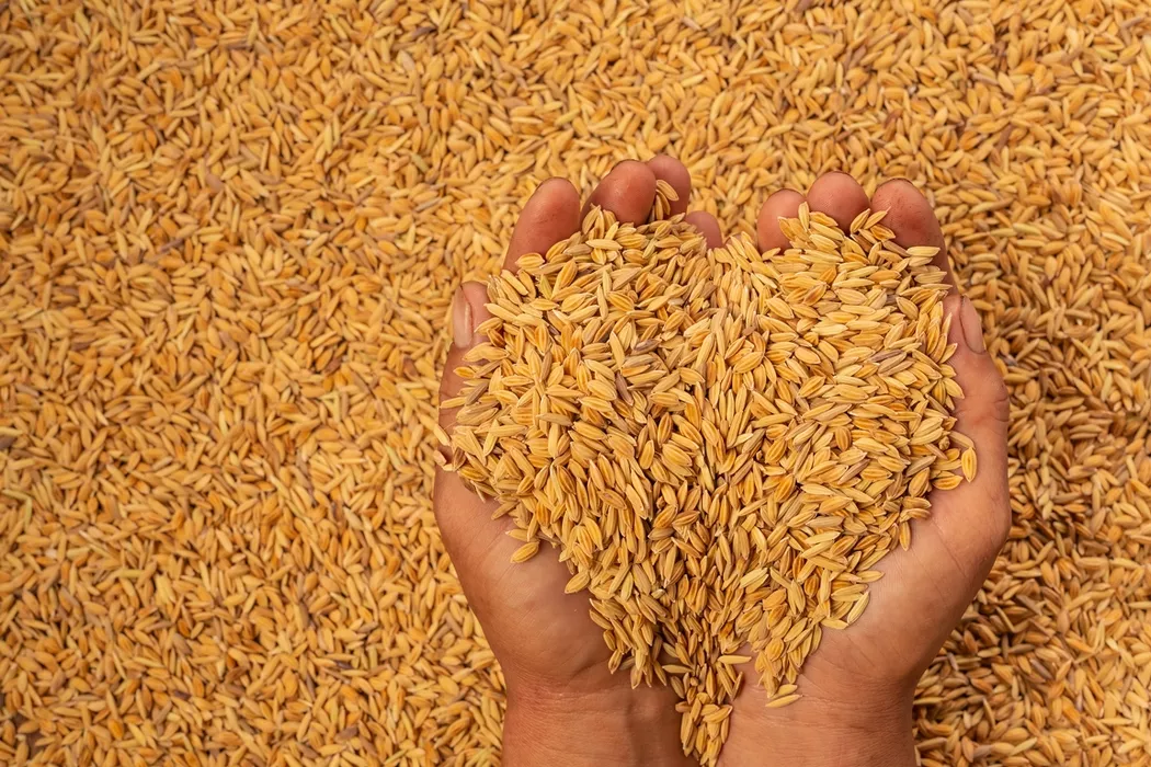 Китайские партнеры требуют обанкротить барнаульских торговцев зерном из-за «неоправданных ожиданий»