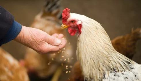 Почему куриное мясо в Алтайском крае сильно подорожало в 2023 году