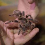«Потрогай, не бойся»: в Барнауле прошла выставка змей, пауков и тараканов