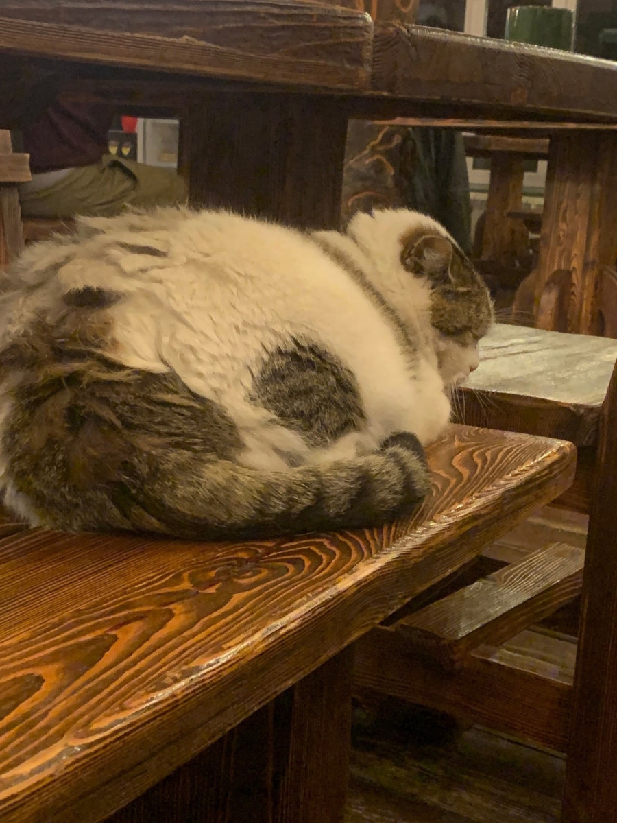 В Республике Алтай кот не может вылизать себе спинку из-за лишнего веса