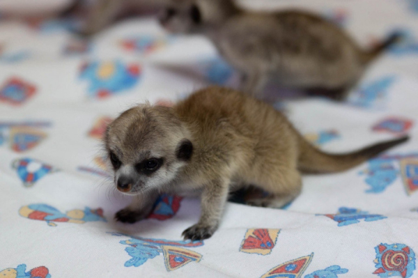 Барнаульский зоопарк поделился фото и видео новорожденных зверят
