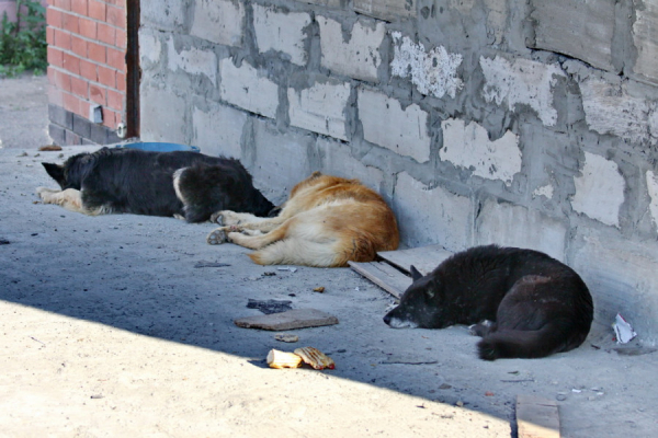 Друг и враг. Алтайский биолог Сергей Снигирев рассказал, почему бездомные собаки опасны, а приюты бесполезны